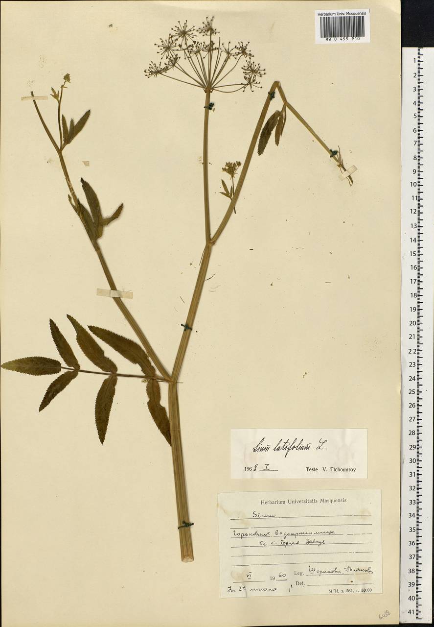 Sium latifolium L., Eastern Europe, Central forest region (E5) (Russia)