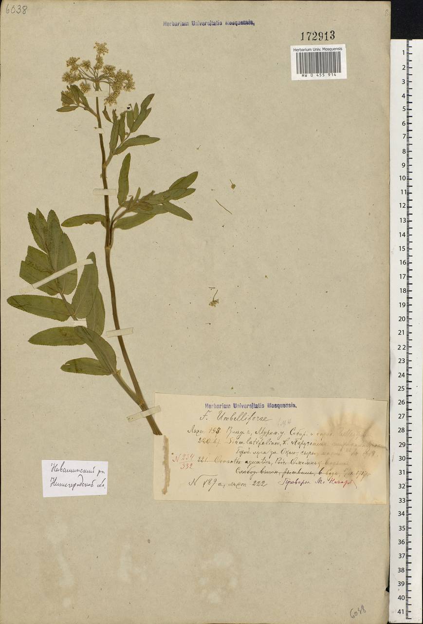 Sium latifolium L., Eastern Europe, Volga-Kama region (E7) (Russia)