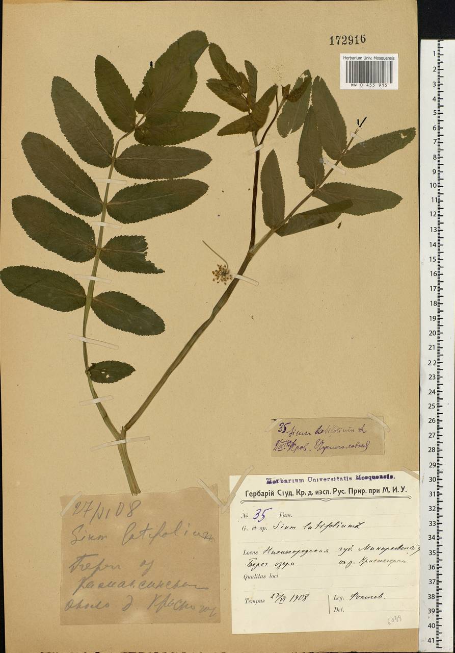 Sium latifolium L., Eastern Europe, Volga-Kama region (E7) (Russia)
