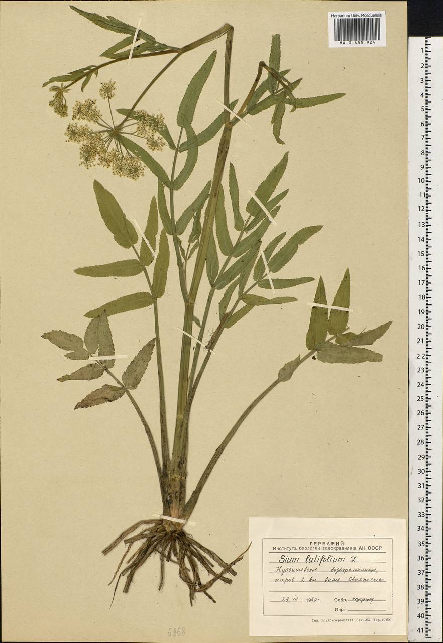 Sium latifolium L., Eastern Europe, Middle Volga region (E8) (Russia)