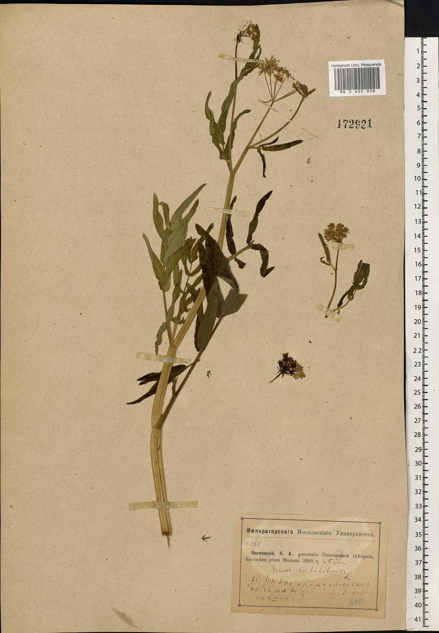 Sium latifolium L., Eastern Europe, Middle Volga region (E8) (Russia)