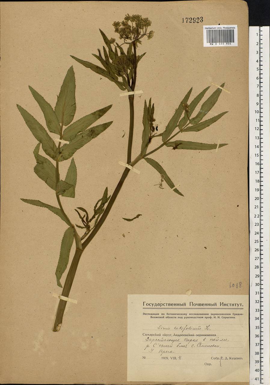 Sium latifolium L., Eastern Europe, Middle Volga region (E8) (Russia)