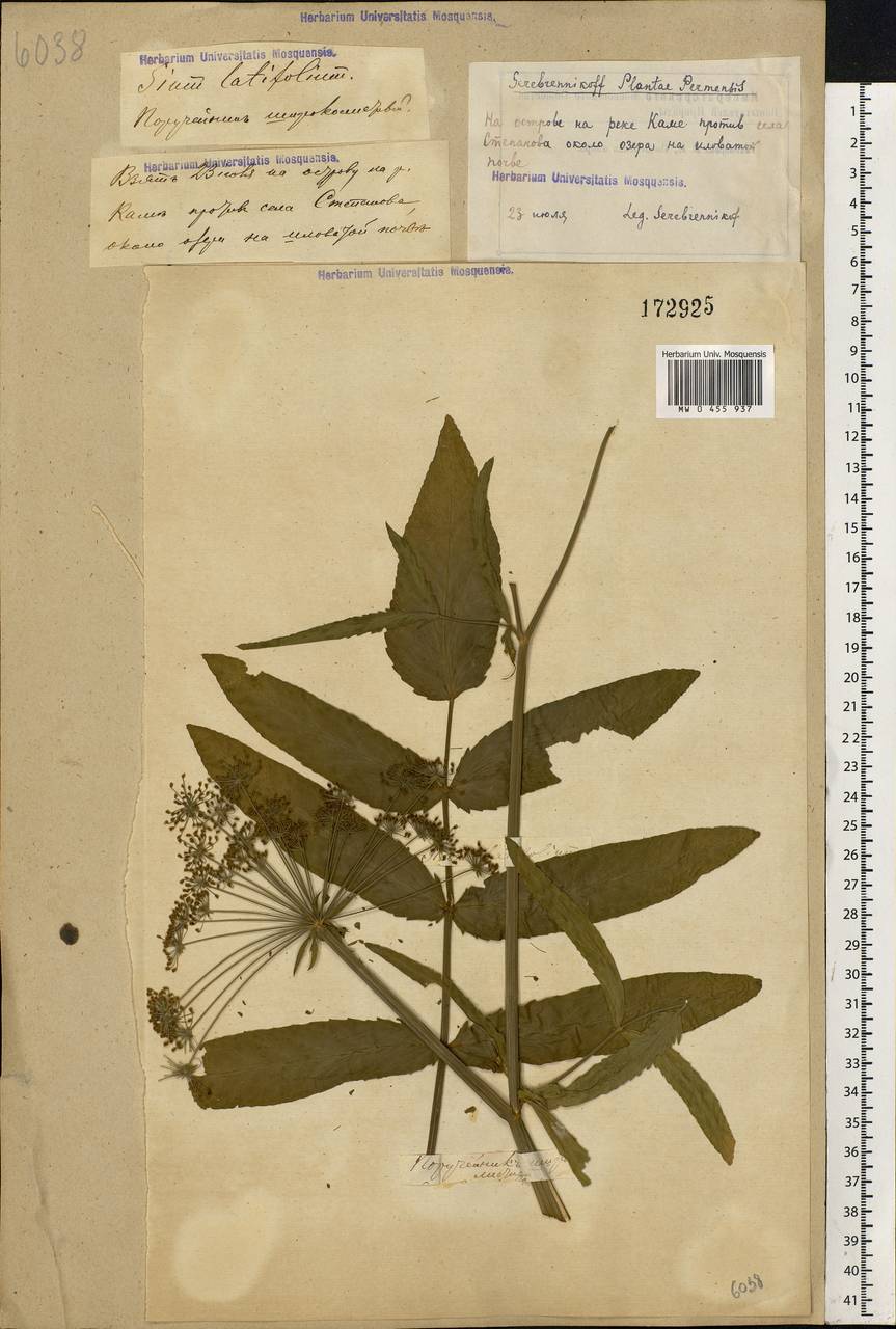 Sium latifolium L., Eastern Europe, Volga-Kama region (E7) (Russia)