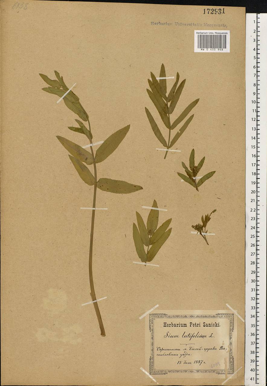 Sium latifolium L., Eastern Europe, North Ukrainian region (E11) (Ukraine)