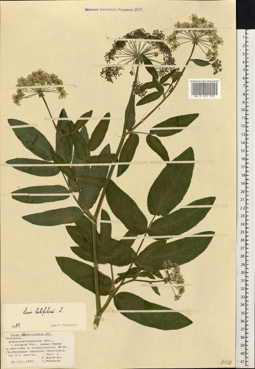 Sium latifolium L., Eastern Europe, South Ukrainian region (E12) (Ukraine)