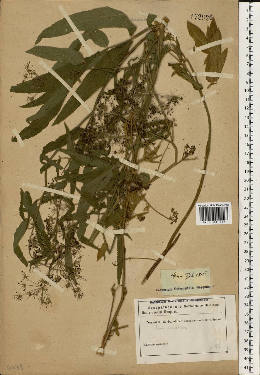 Sium latifolium L., Eastern Europe, Rostov Oblast (E12a) (Russia)
