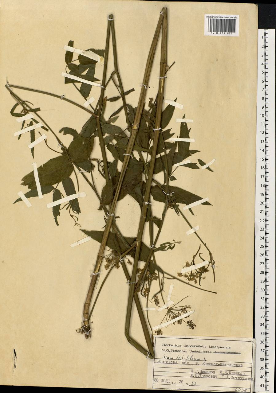 Sium latifolium L., Eastern Europe, Rostov Oblast (E12a) (Russia)