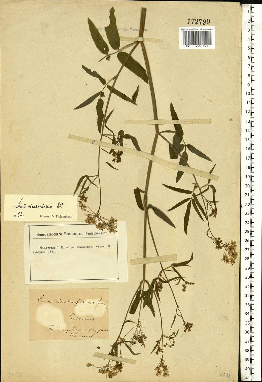 Sium sisarum L., Eastern Europe, Central forest-and-steppe region (E6) (Russia)