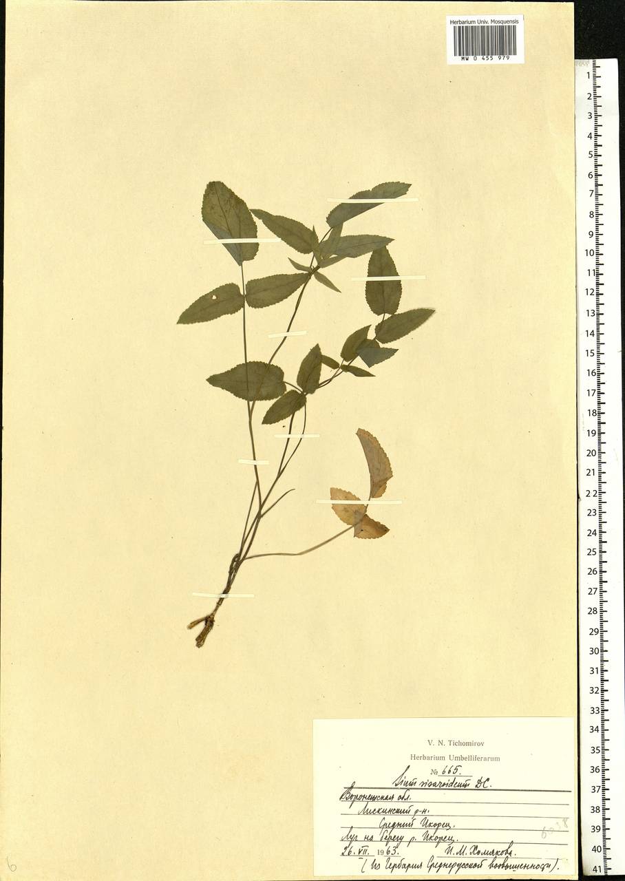 Sium sisarum L., Eastern Europe, Central forest-and-steppe region (E6) (Russia)
