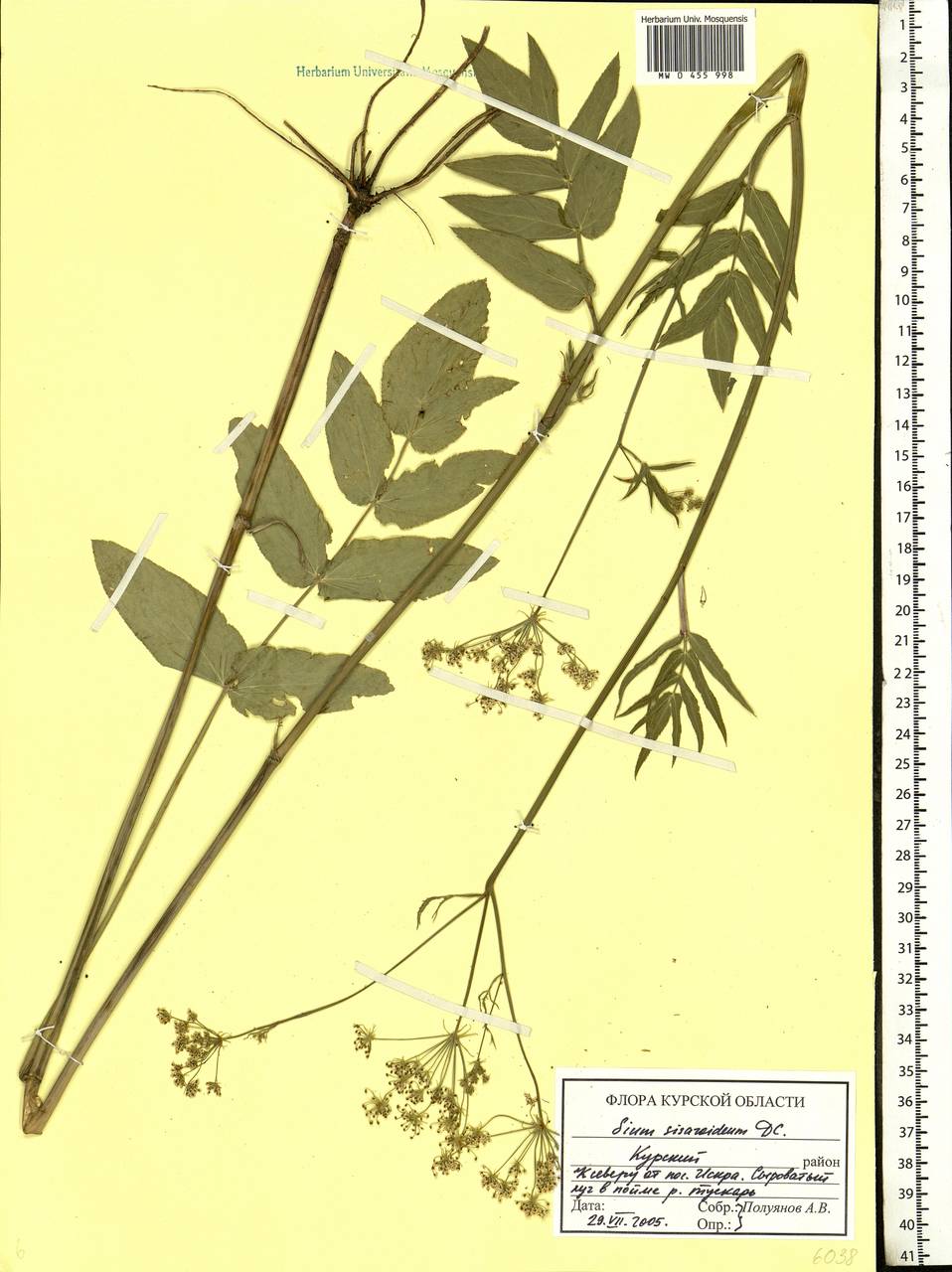 Sium sisarum L., Eastern Europe, Central forest-and-steppe region (E6) (Russia)