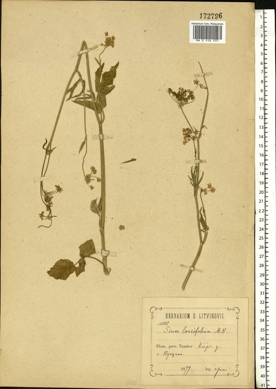 Sium sisarum L., Eastern Europe, Central forest-and-steppe region (E6) (Russia)