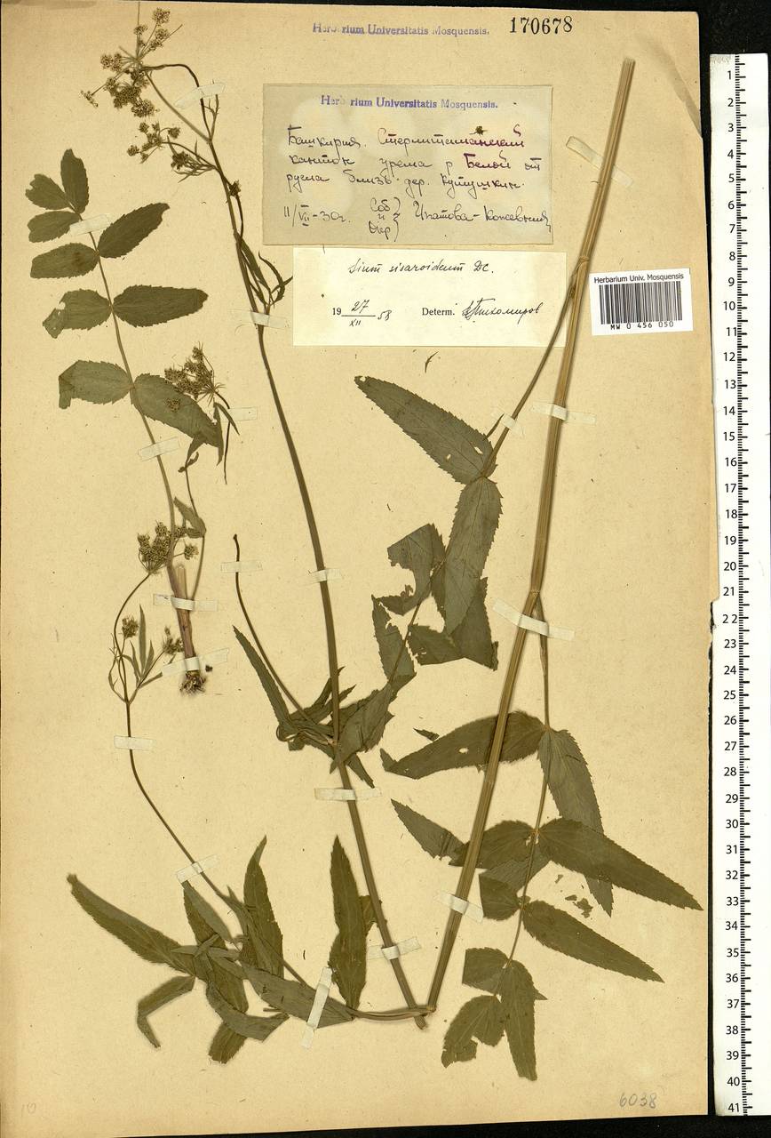 Sium sisarum L., Eastern Europe, Eastern region (E10) (Russia)