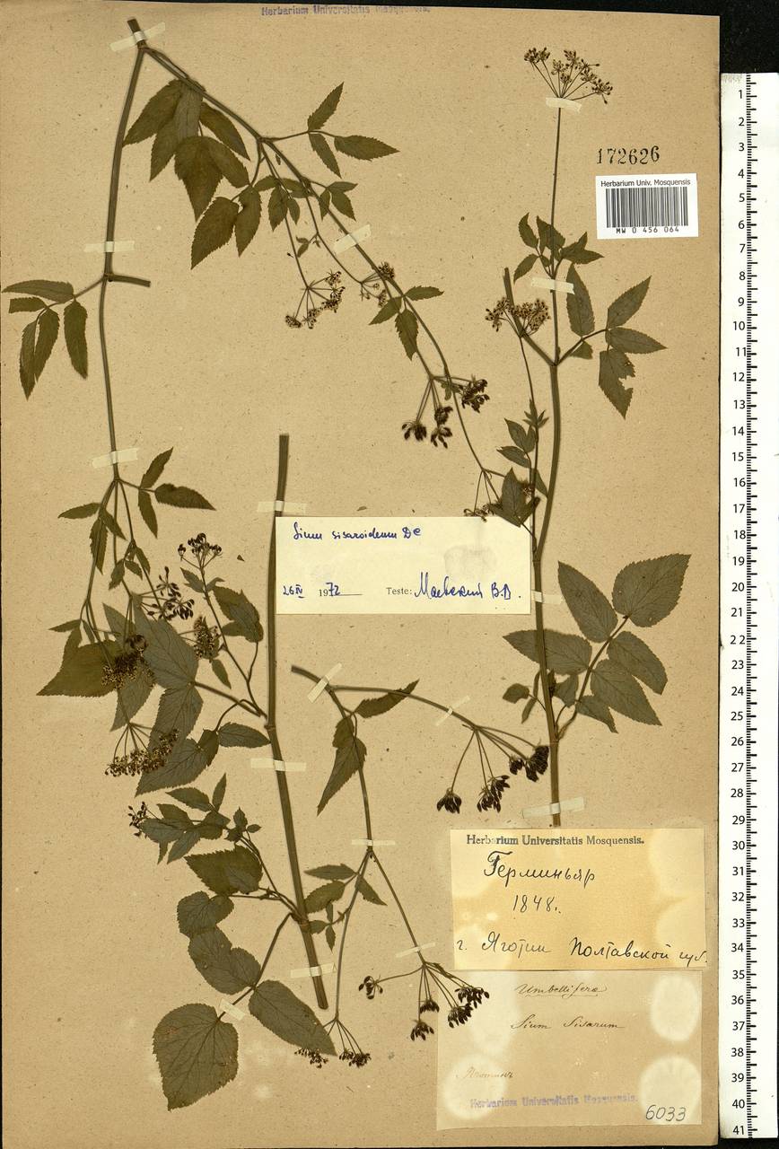 Sium sisarum L., Eastern Europe, North Ukrainian region (E11) (Ukraine)
