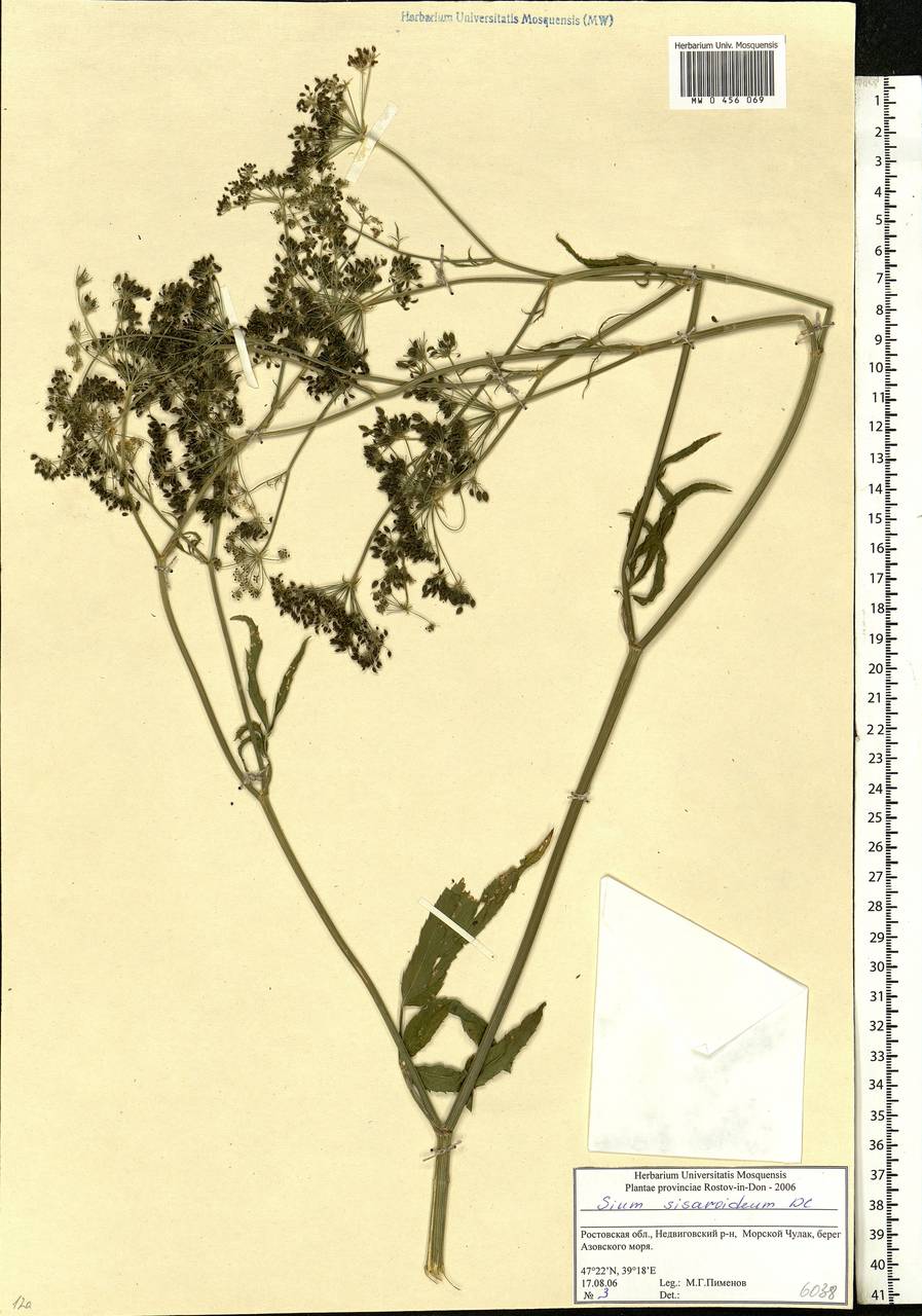 Sium sisarum L., Eastern Europe, Rostov Oblast (E12a) (Russia)