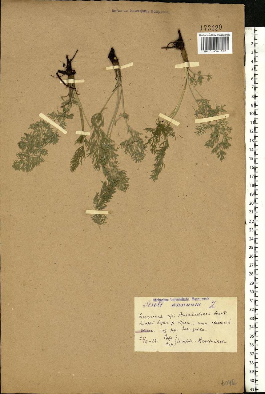 Seseli annuum L., Eastern Europe, Central region (E4) (Russia)