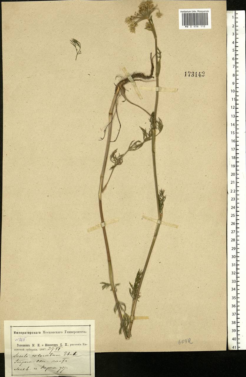 Seseli annuum L., Eastern Europe, Central region (E4) (Russia)