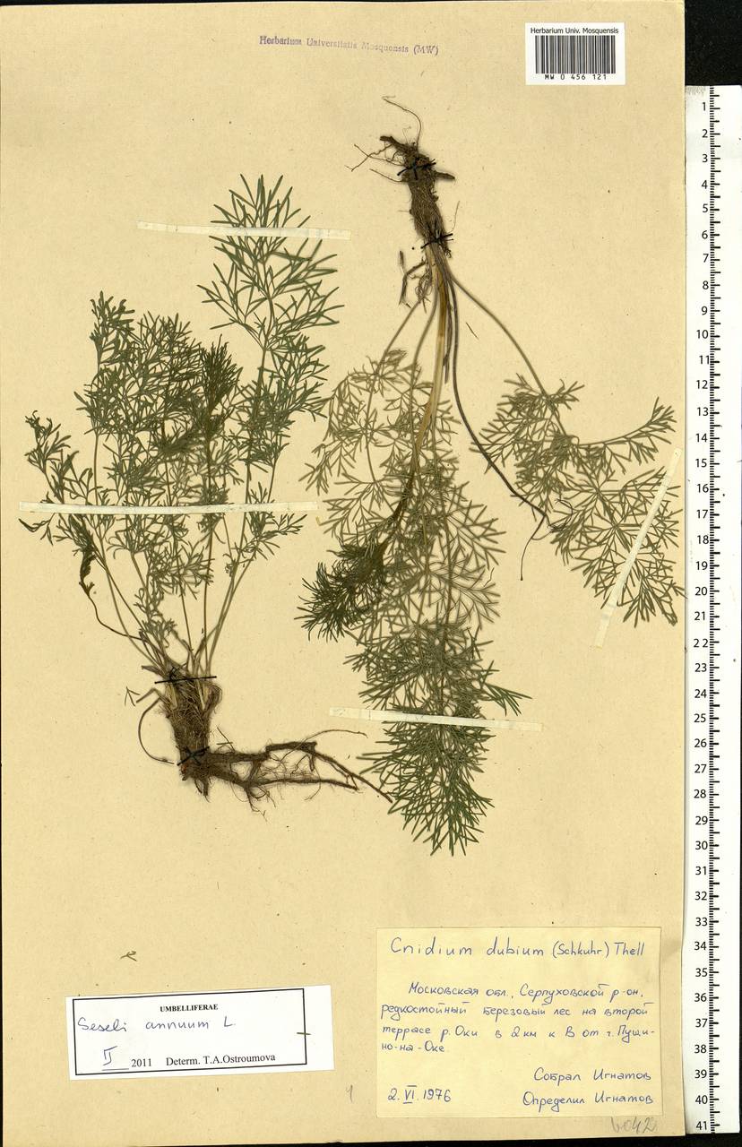 Seseli annuum L., Eastern Europe, Moscow region (E4a) (Russia)