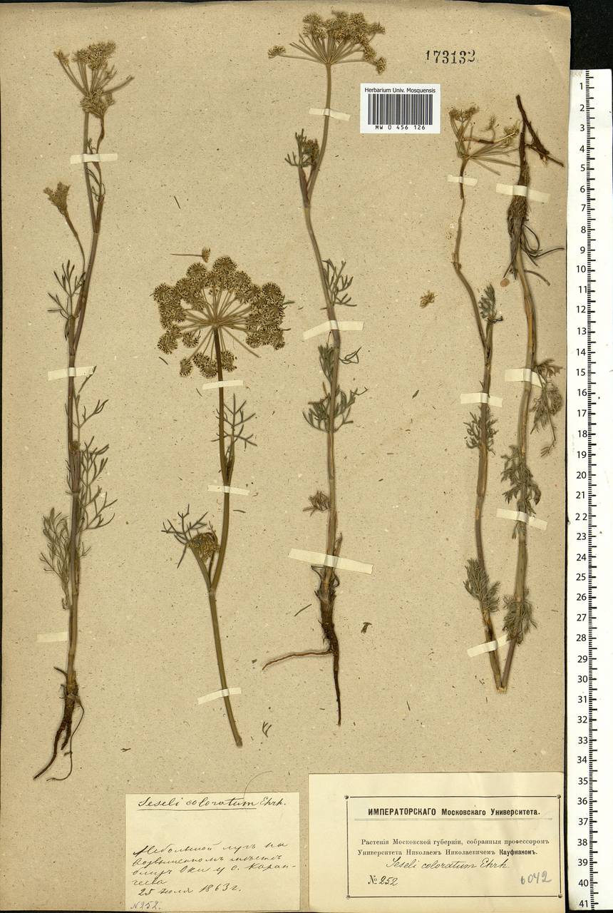 Seseli annuum L., Eastern Europe, Moscow region (E4a) (Russia)