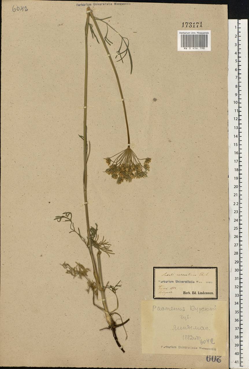 Seseli annuum L., Eastern Europe, Central forest-and-steppe region (E6) (Russia)