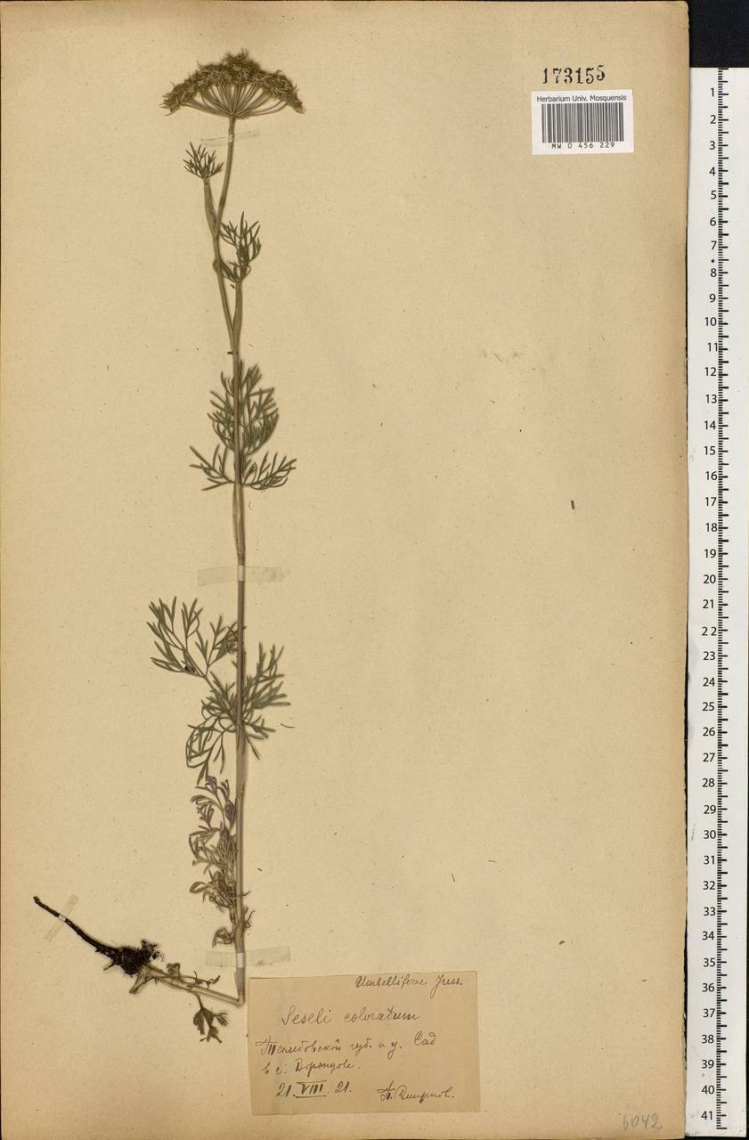 Seseli annuum L., Eastern Europe, Central forest-and-steppe region (E6) (Russia)