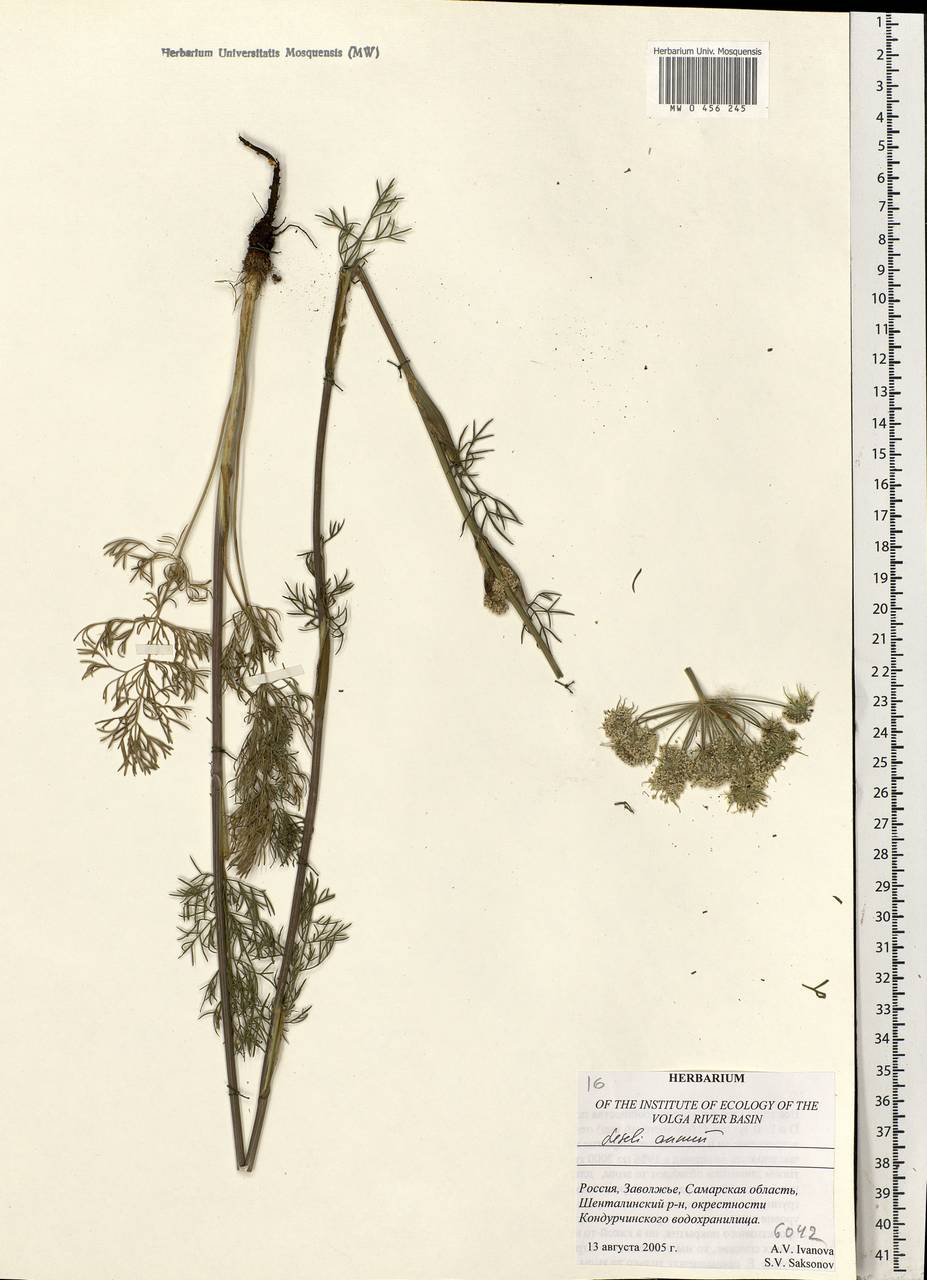 Seseli annuum L., Eastern Europe, Middle Volga region (E8) (Russia)