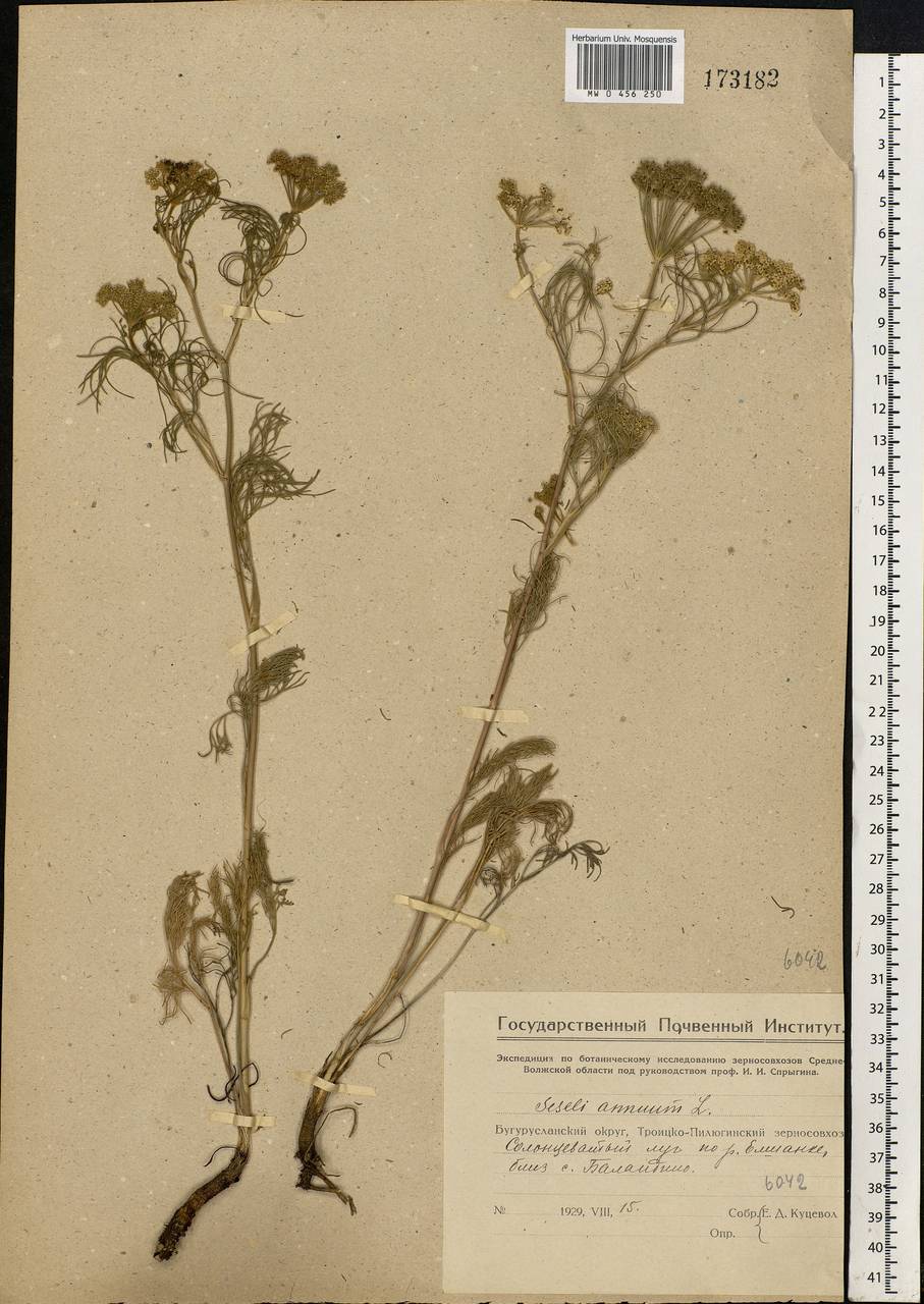 Seseli annuum L., Eastern Europe, Eastern region (E10) (Russia)