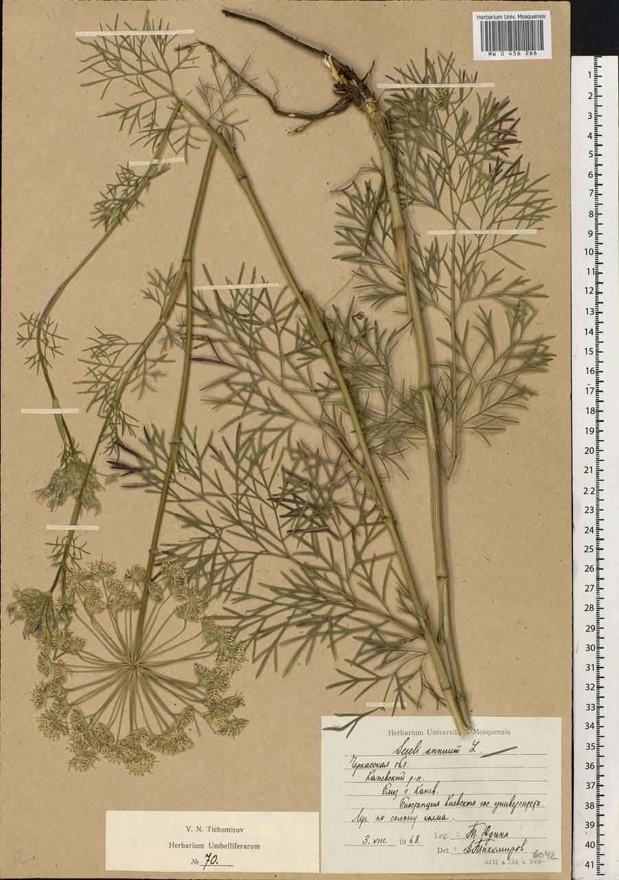 Seseli annuum L., Eastern Europe, South Ukrainian region (E12) (Ukraine)