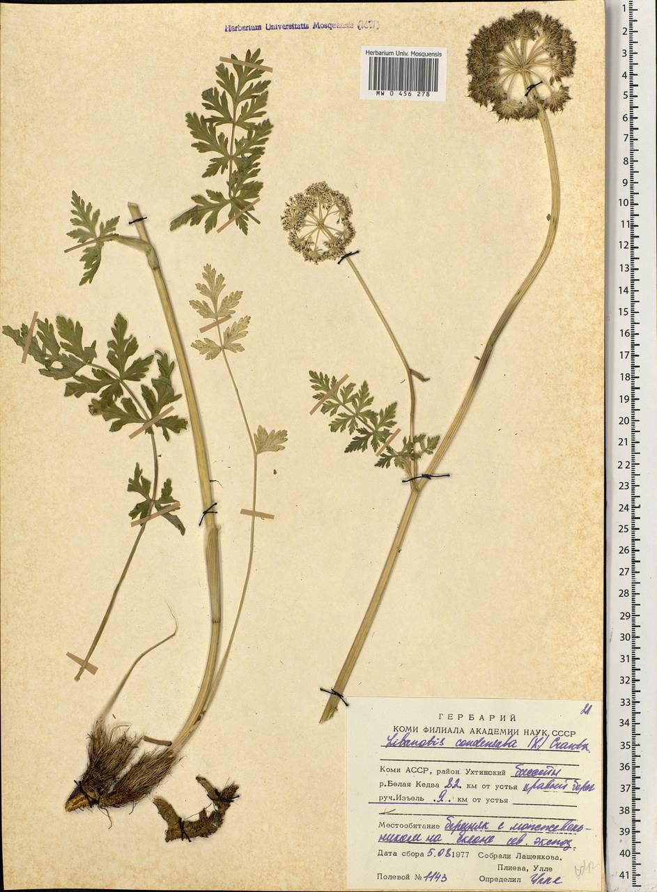 Seseli condensatum (L.) Rchb. fil., Eastern Europe, Northern region (E1) (Russia)