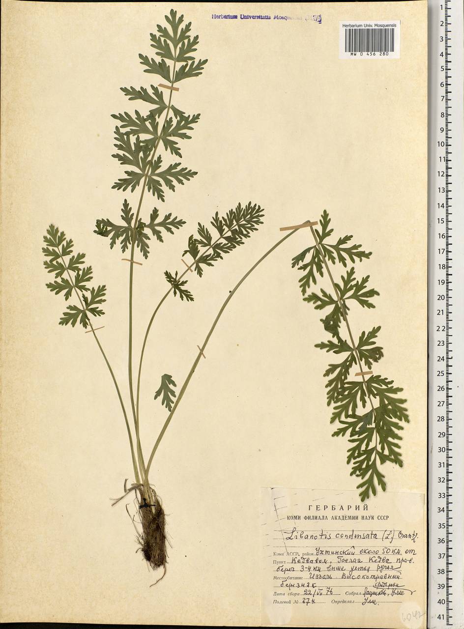 Seseli condensatum (L.) Rchb. fil., Eastern Europe, Northern region (E1) (Russia)