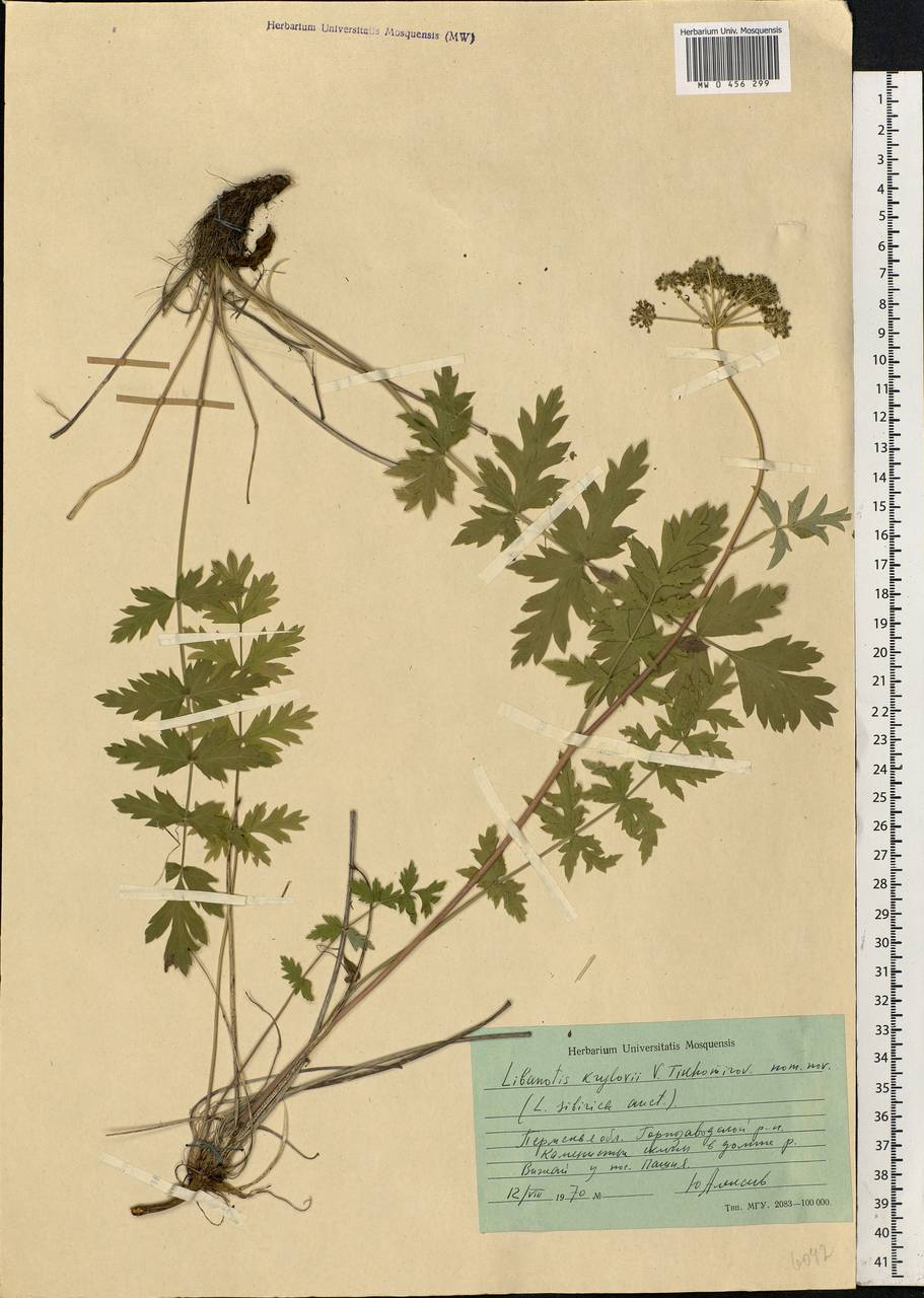 Seseli krylovii (Tikhom.) Pimenov & Sdobnina, Eastern Europe, Eastern region (E10) (Russia)