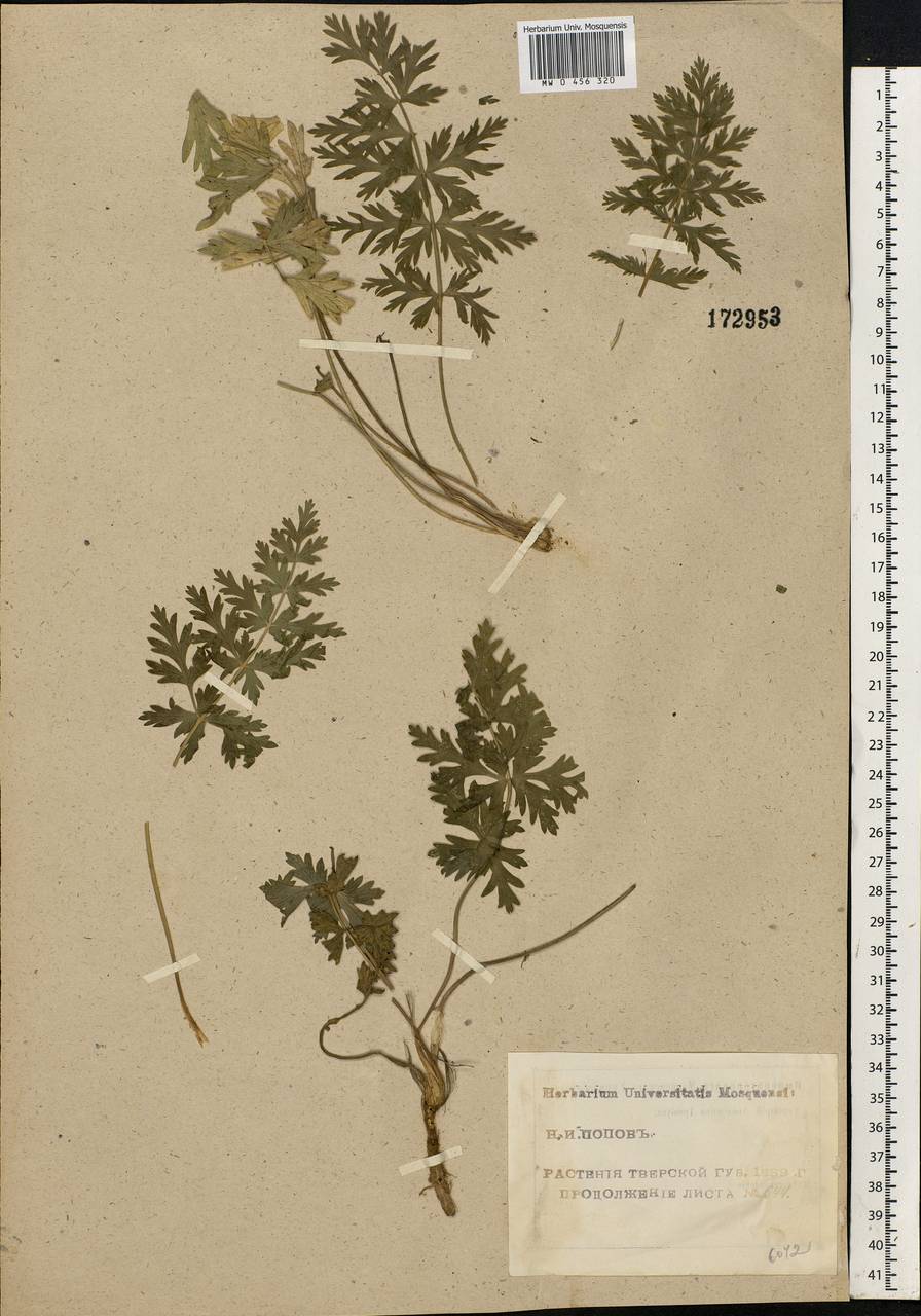 Seseli libanotis (L.) W. D. J. Koch, Eastern Europe, North-Western region (E2) (Russia)