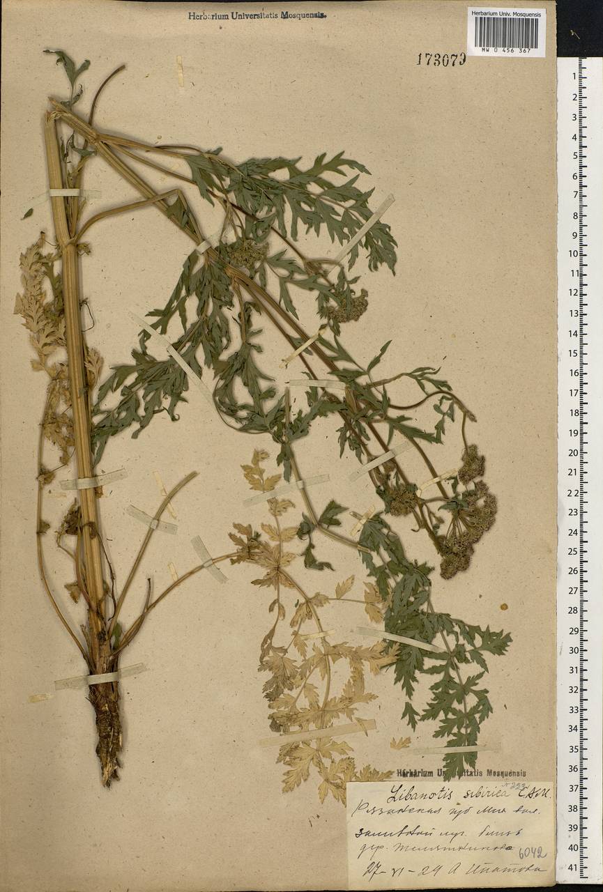 Seseli libanotis (L.) W. D. J. Koch, Eastern Europe, Central region (E4) (Russia)