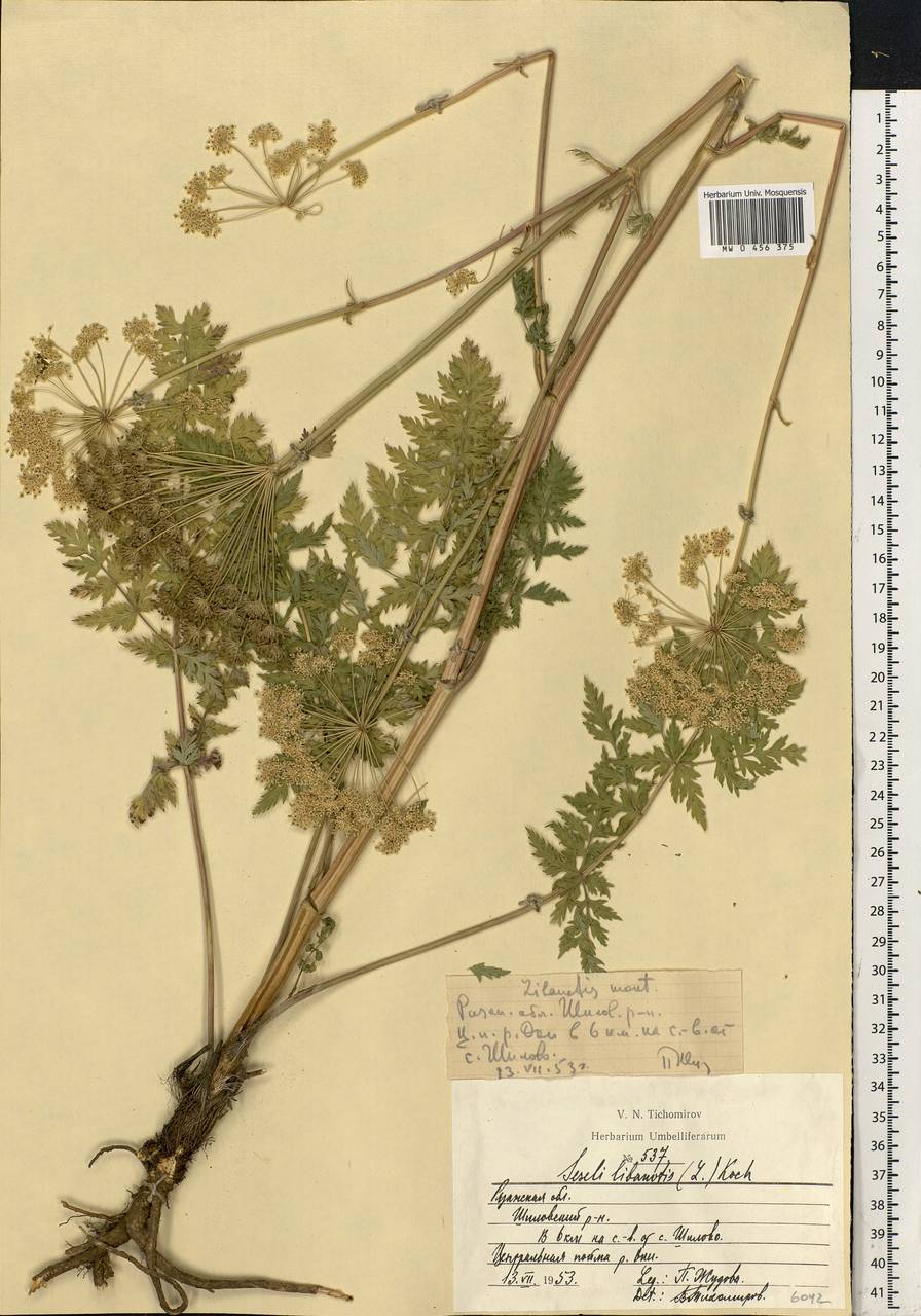 Seseli libanotis (L.) W. D. J. Koch, Eastern Europe, Central region (E4) (Russia)