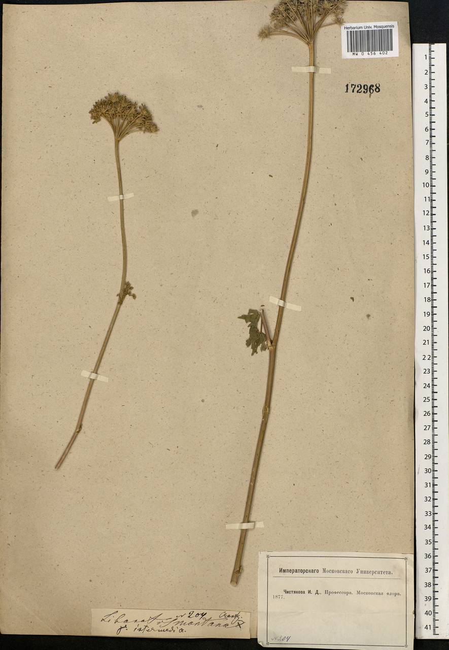 Seseli libanotis (L.) W. D. J. Koch, Eastern Europe, Moscow region (E4a) (Russia)