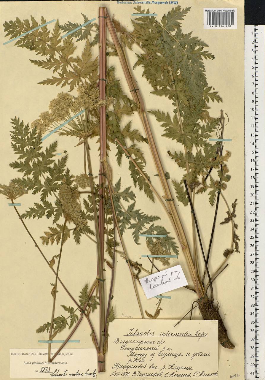 Seseli libanotis (L.) W. D. J. Koch, Eastern Europe, Moscow region (E4a) (Russia)