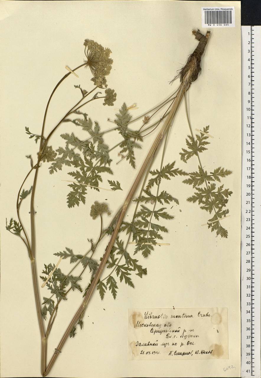 Seseli libanotis (L.) W. D. J. Koch, Eastern Europe, Moscow region (E4a) (Russia)