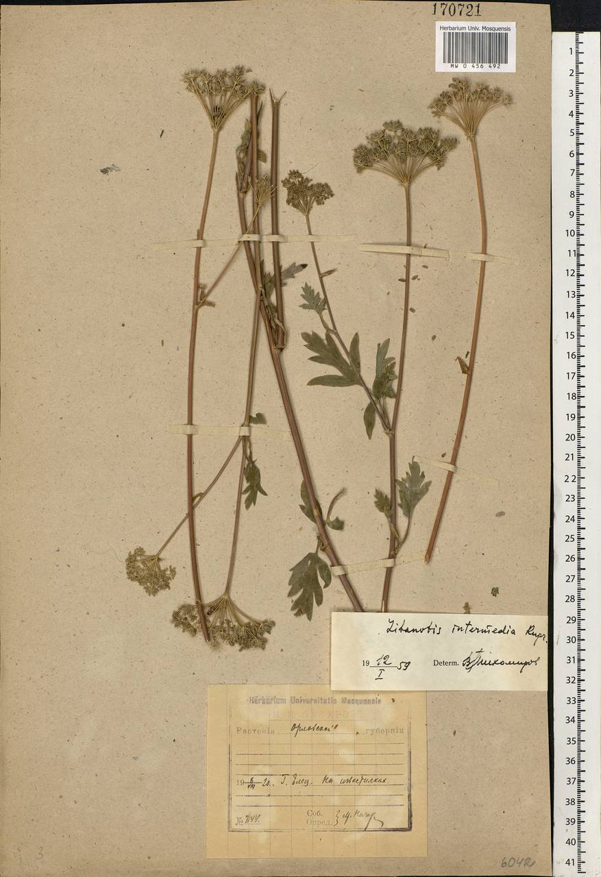 Seseli libanotis (L.) W. D. J. Koch, Eastern Europe, Central forest-and-steppe region (E6) (Russia)