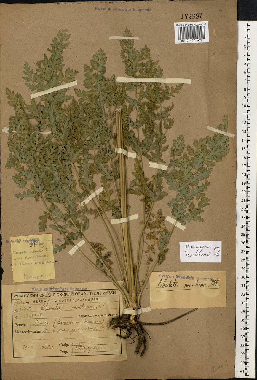 Seseli libanotis (L.) W. D. J. Koch, Eastern Europe, Central forest-and-steppe region (E6) (Russia)