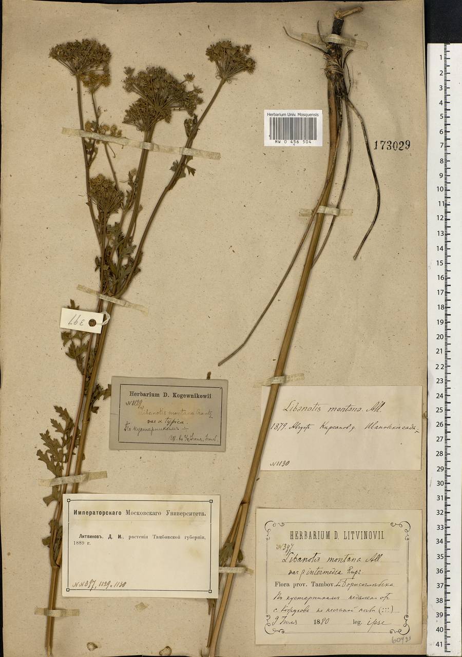 Seseli libanotis (L.) W. D. J. Koch, Eastern Europe, Central forest-and-steppe region (E6) (Russia)