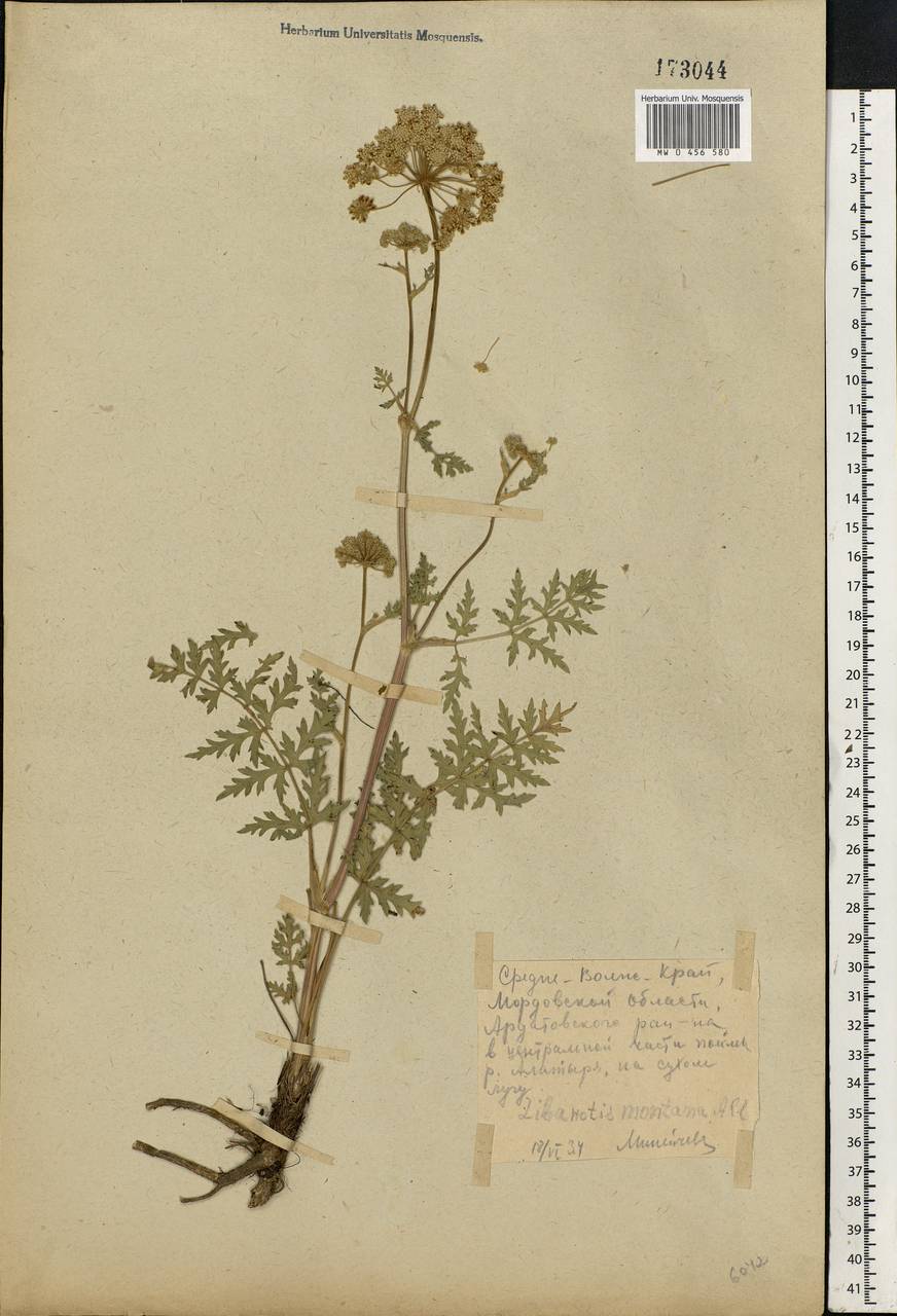 Seseli libanotis (L.) W. D. J. Koch, Eastern Europe, Middle Volga region (E8) (Russia)