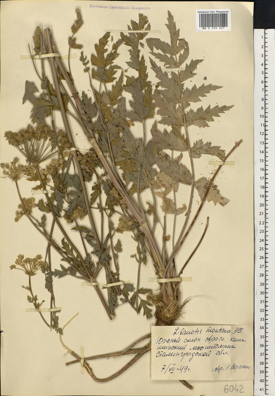 Seseli libanotis (L.) W. D. J. Koch, Eastern Europe, Lower Volga region (E9) (Russia)