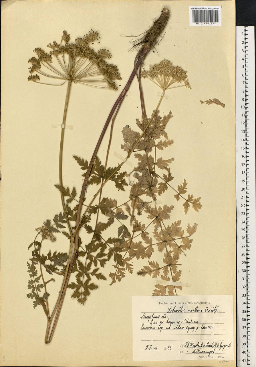 Seseli libanotis (L.) W. D. J. Koch, Eastern Europe, Eastern region (E10) (Russia)