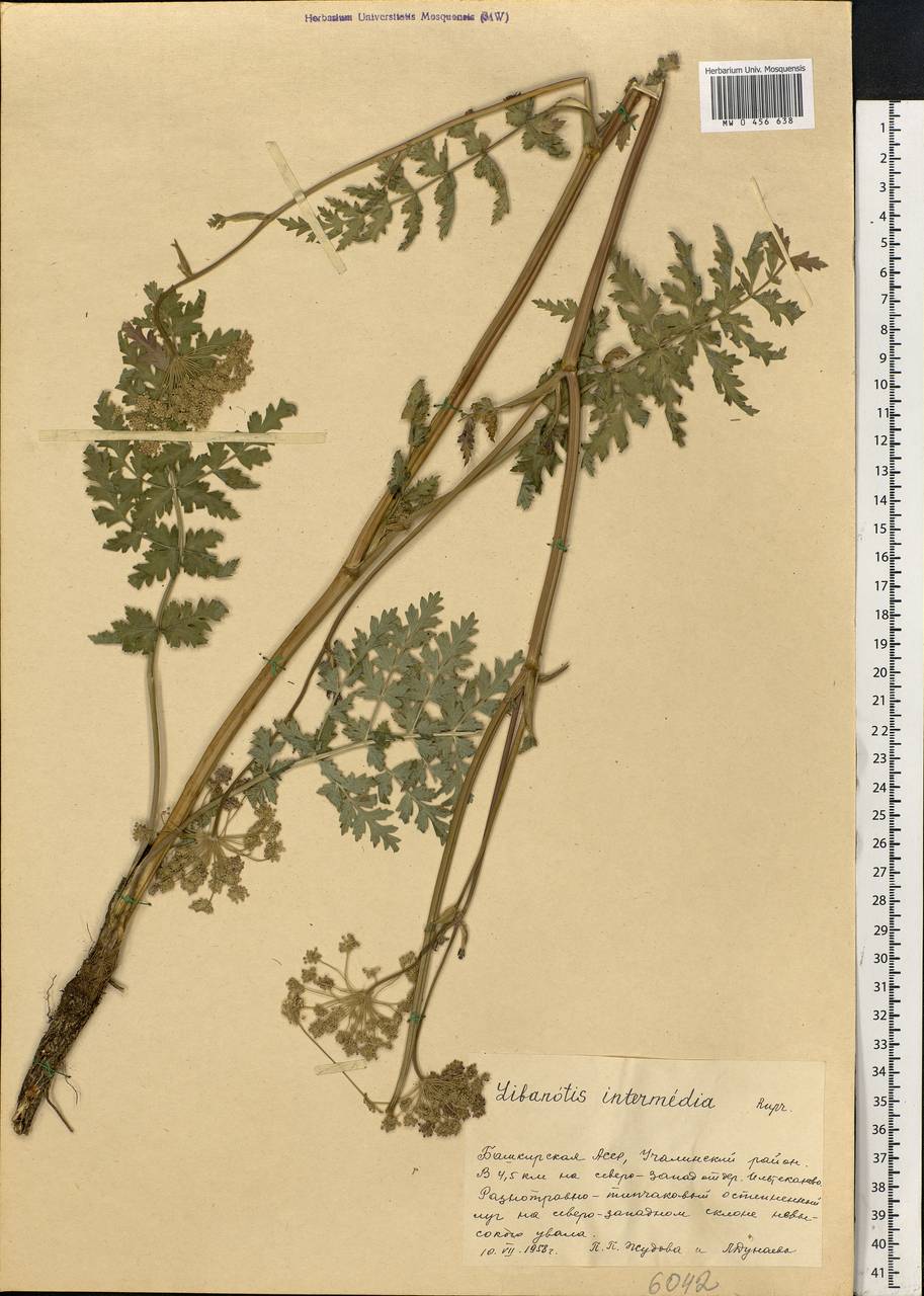 Seseli libanotis (L.) W. D. J. Koch, Eastern Europe, Eastern region (E10) (Russia)