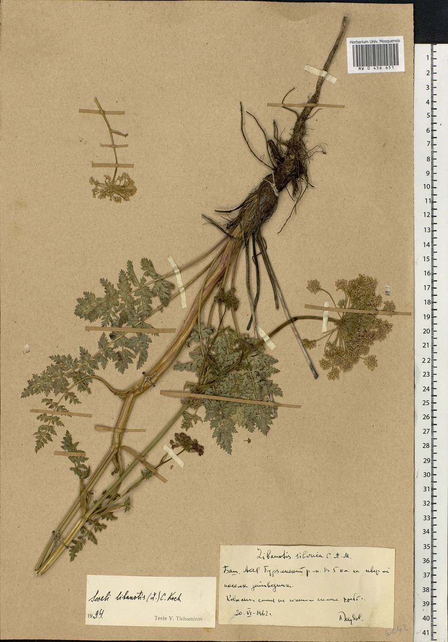 Seseli libanotis (L.) W. D. J. Koch, Eastern Europe, Eastern region (E10) (Russia)