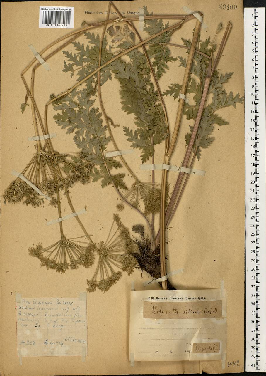 Seseli libanotis (L.) W. D. J. Koch, Eastern Europe, Eastern region (E10) (Russia)