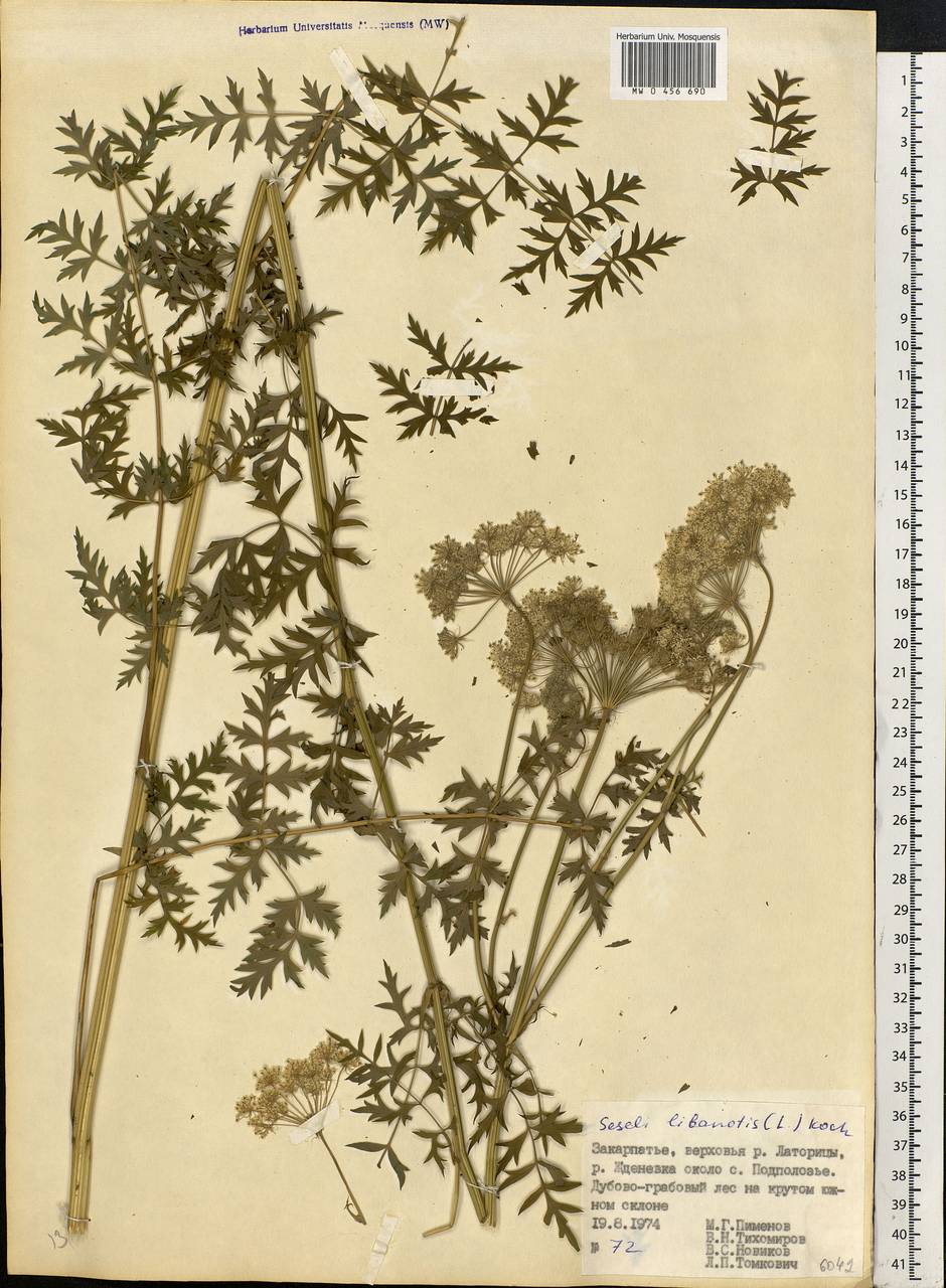 Seseli libanotis (L.) W. D. J. Koch, Eastern Europe, West Ukrainian region (E13) (Ukraine)