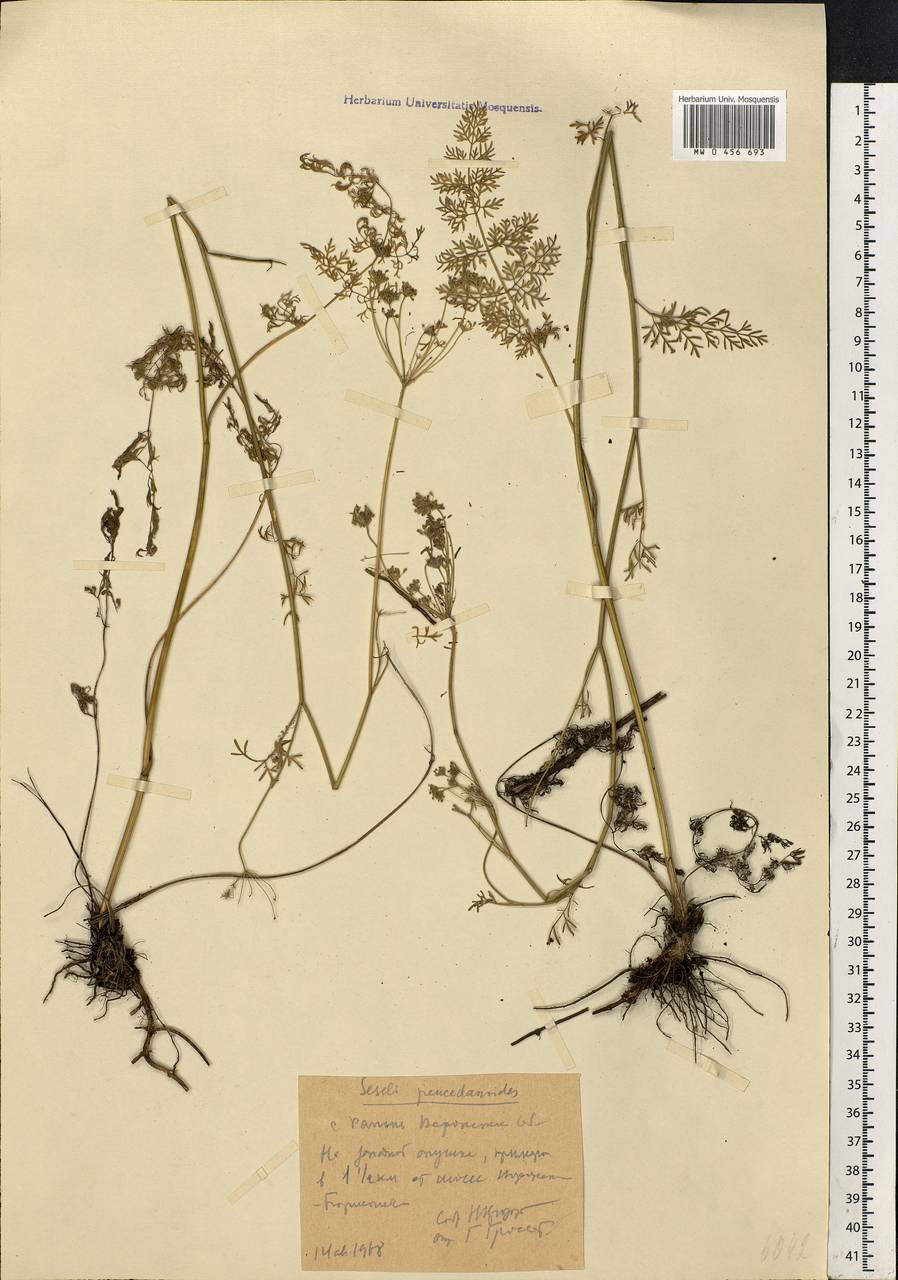 Gasparinia peucedanoides (M. Bieb.) Thell., Eastern Europe, Central forest-and-steppe region (E6) (Russia)