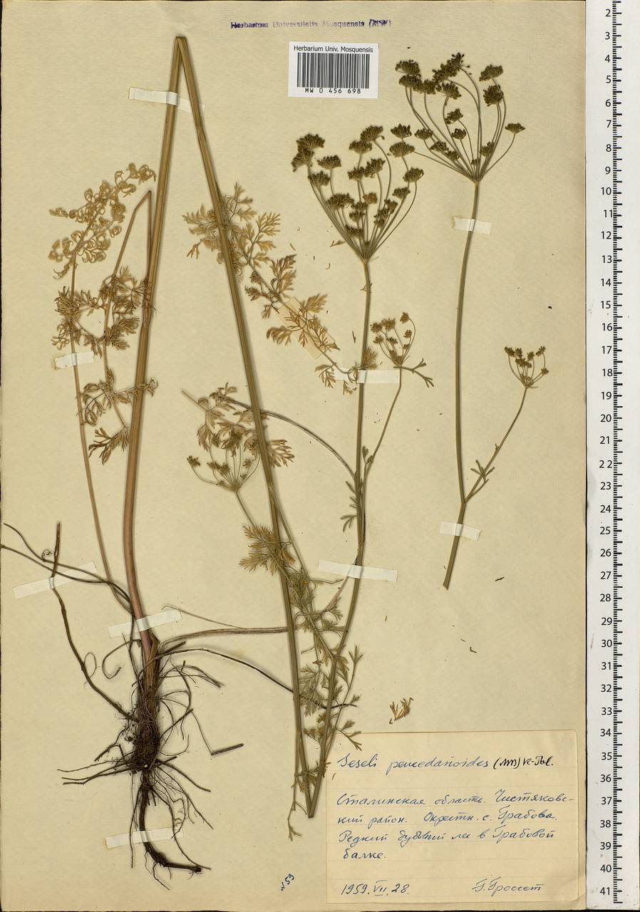 Gasparinia peucedanoides (M. Bieb.) Thell., Eastern Europe, South Ukrainian region (E12) (Ukraine)