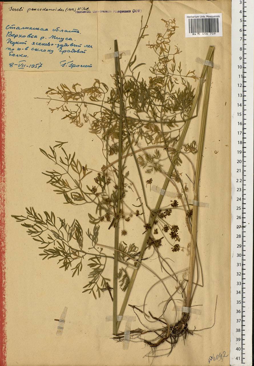 Gasparinia peucedanoides (M. Bieb.) Thell., Eastern Europe, South Ukrainian region (E12) (Ukraine)