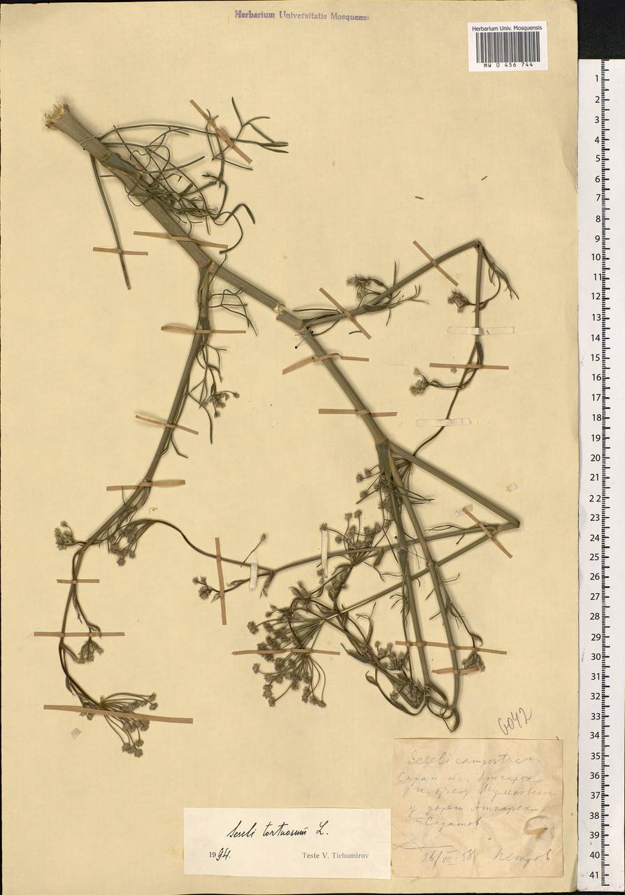 Seseli tortuosum L., Eastern Europe, Lower Volga region (E9) (Russia)